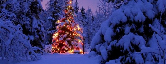 Humanitarna prodaja božićnih drvaca na Trgu bana Jelačića